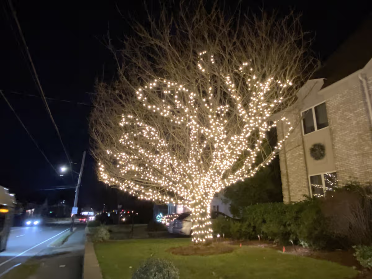 Canopy Wrapped Tree Waltham Ma — Massachusetts