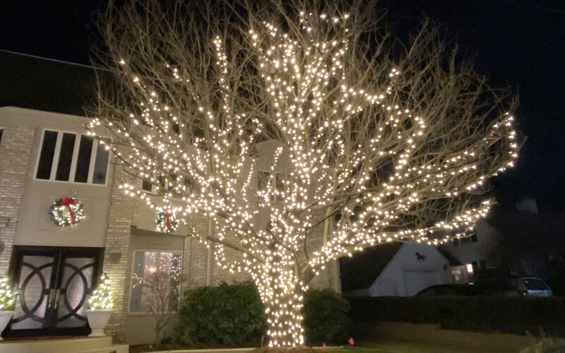 Large & Tower Tree Installation