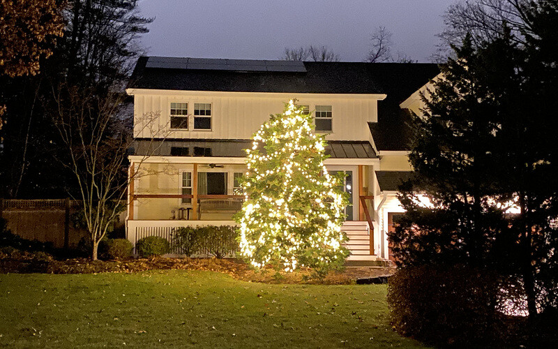 Large & Tower Trees